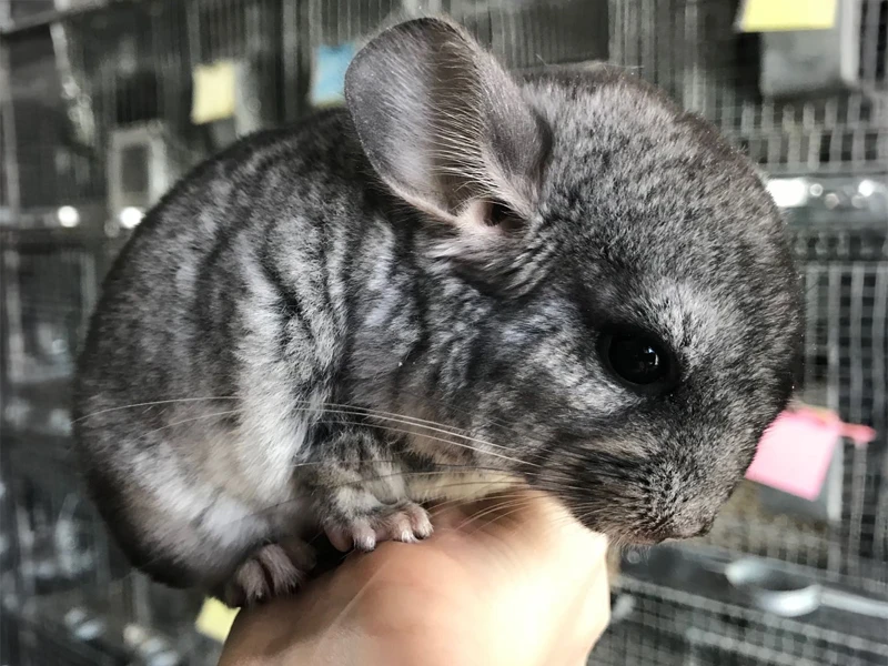 Chinchilla 1