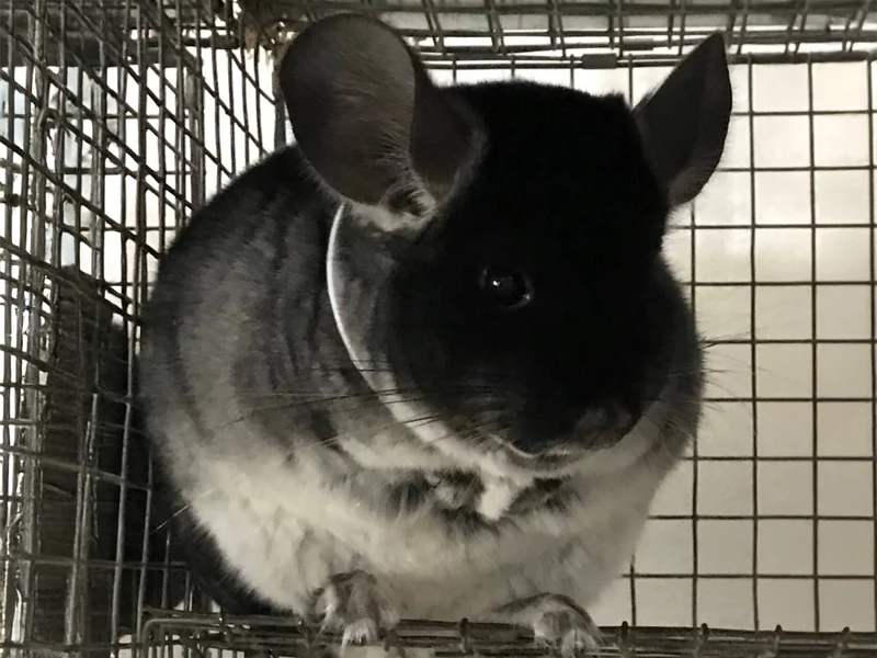 Chinchilla 2