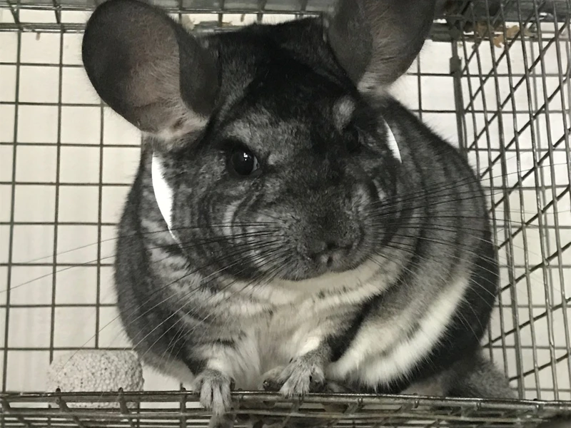 Chinchilla 3